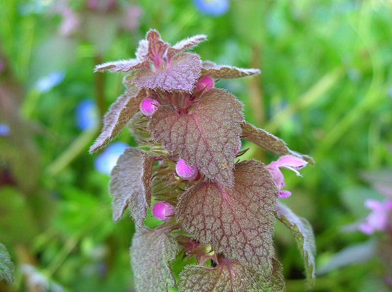 Lamium purpureum / Falsa ortica purpurea